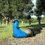 Pfau Pfau auf dem Parkplatz im Shakespear Regional Parl