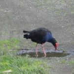 Pukeko